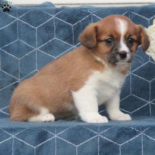 Sprinkles, Cavalier King Charles Mix Puppy